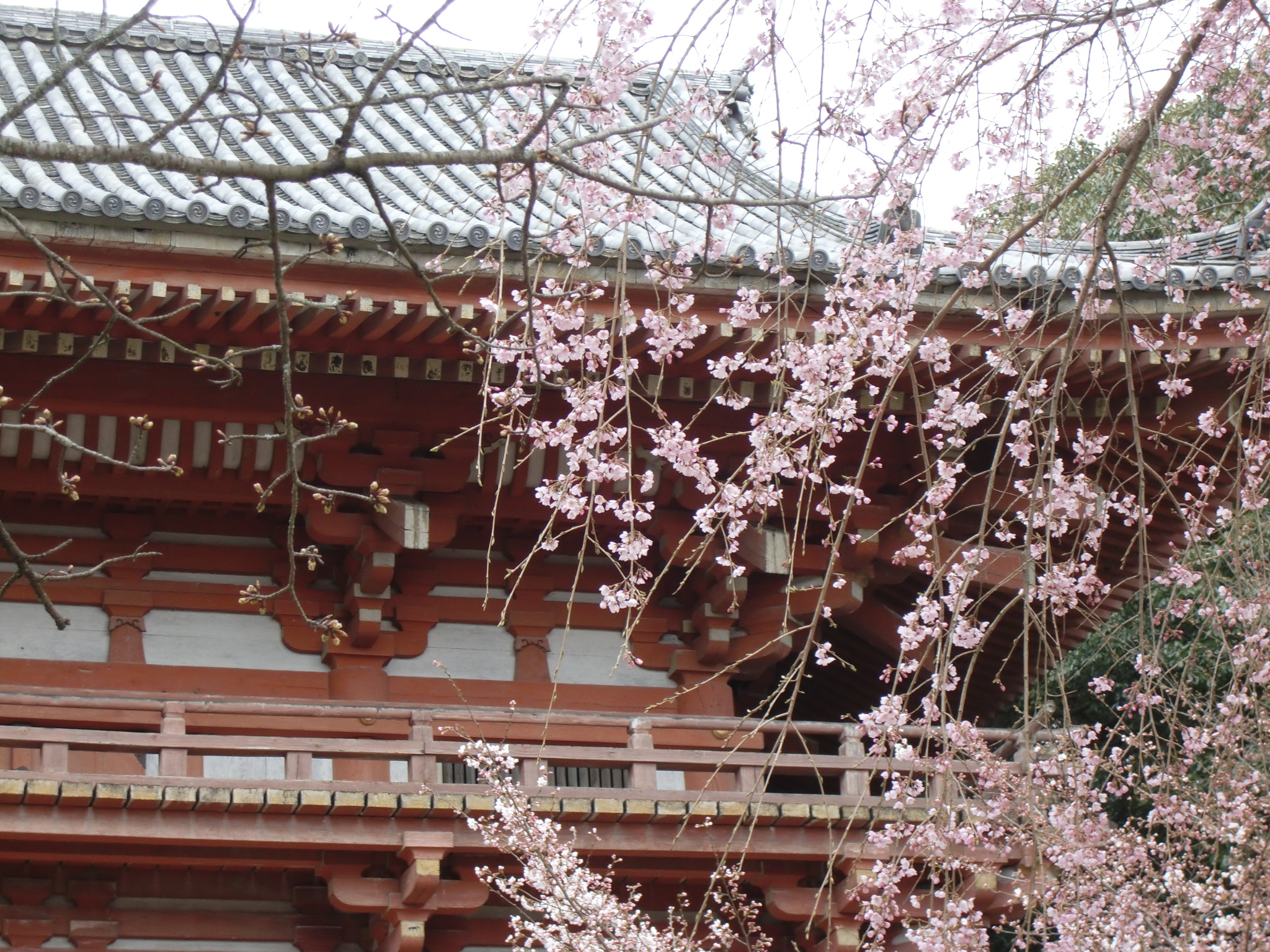 醍醐寺の桜 ひつじのノート 京都在住イラストレーター